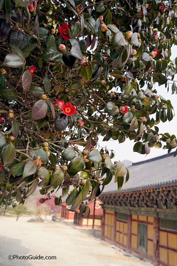 고창 선운사 동백꽃