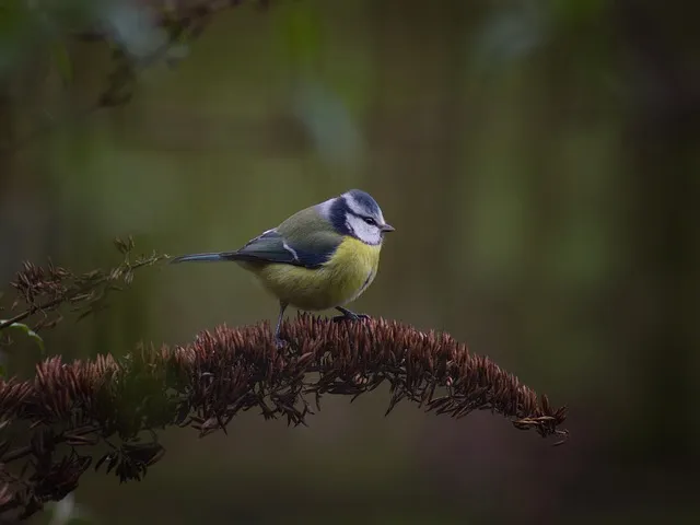 가냘픈 갸날픈 맞춤법 뜻 의미 사용법_6