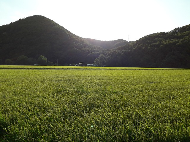 자연