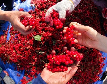 6시내고향 문경 오미자음료와 오미자김 문경미소 주문방법