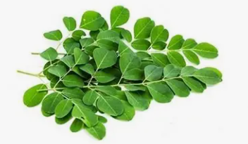 모링가 효능과 먹는법