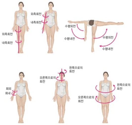 굴곡과 신전