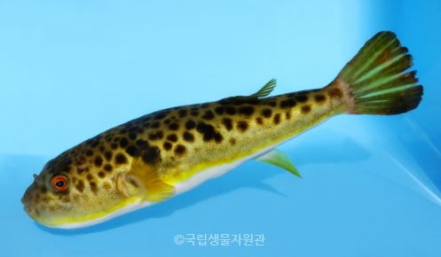 졸복
