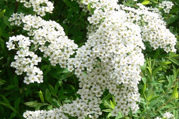 이팝꽃 명소, 조팝나무 이팝나무 차이와 꽃말 개화시기