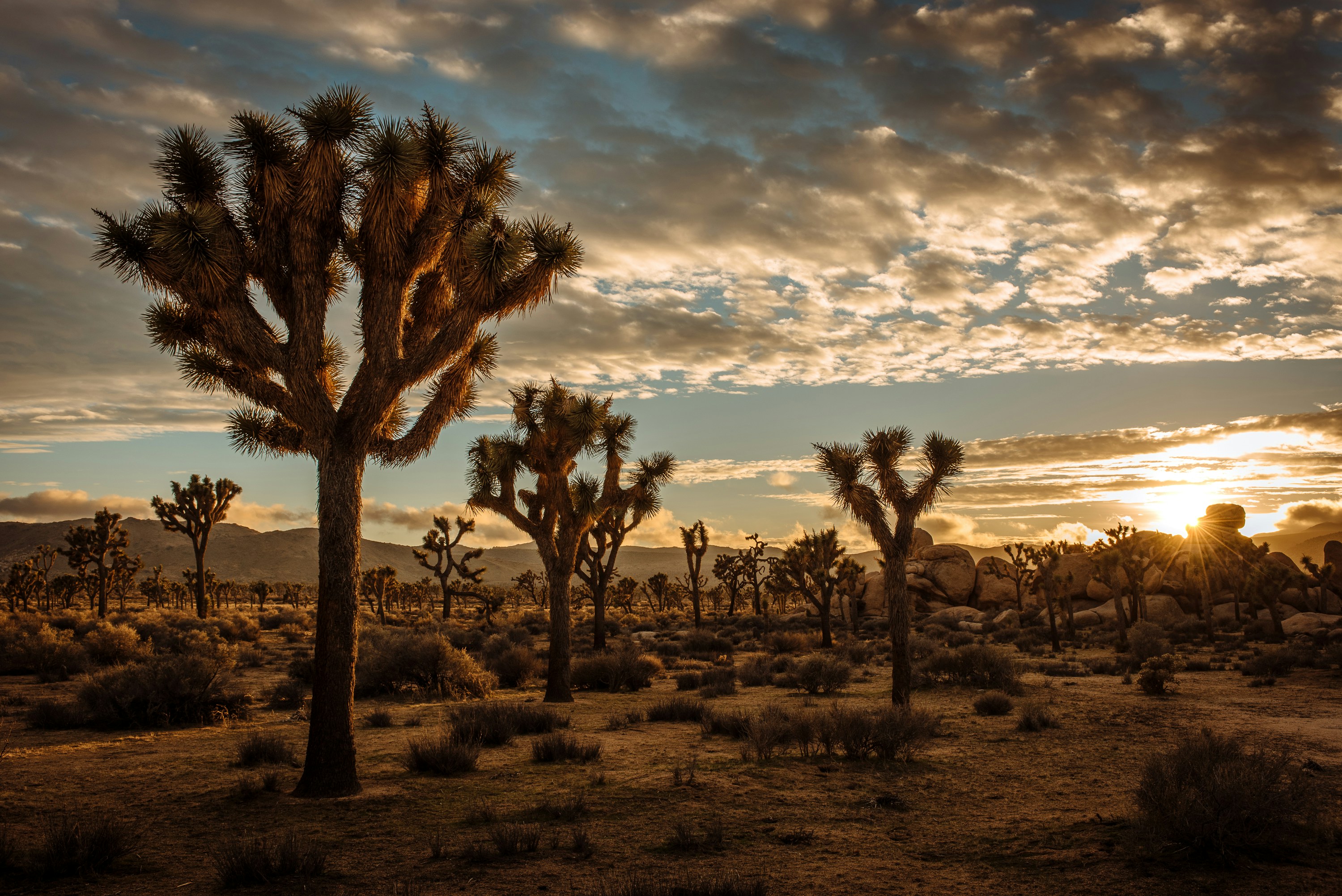 조슈아 트리 국립공원(Joshua Tree National Park)