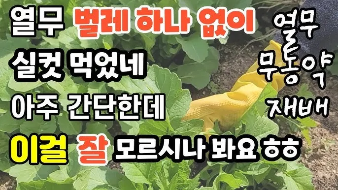 열무 재배 빠른 파종 잔털 제거 혼식 요령_4
