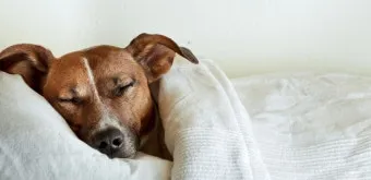 강아지 복막염 원인과 치료 방법_20