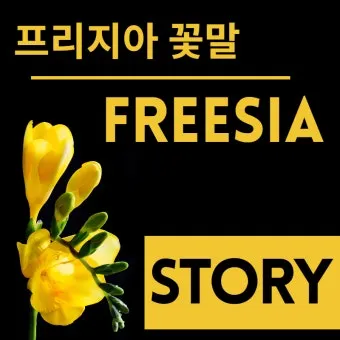 프리지아 수선화 꽃말 꽃다발 선물 의미_14