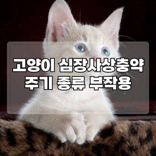 고양이-심장사상충약-주기-종류-부작용