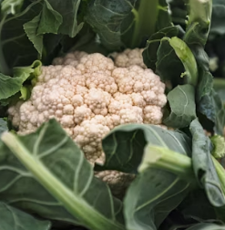 콜리플라워 효능 성분 먹는방법 부작용 고르는법