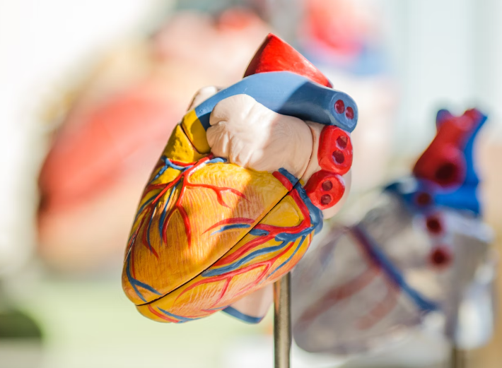 오메가 3 효능 : 심혈관