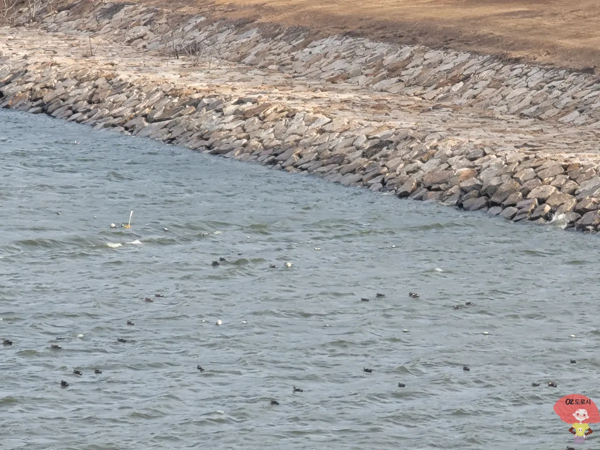 인천-중구-영종도-네스트호텔-스탠다드-트윈-객실-발코니에서-본-기러기떼