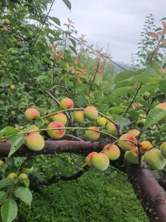 매실 재배 적과 타이밍 병충해 방제 수확 저장_14