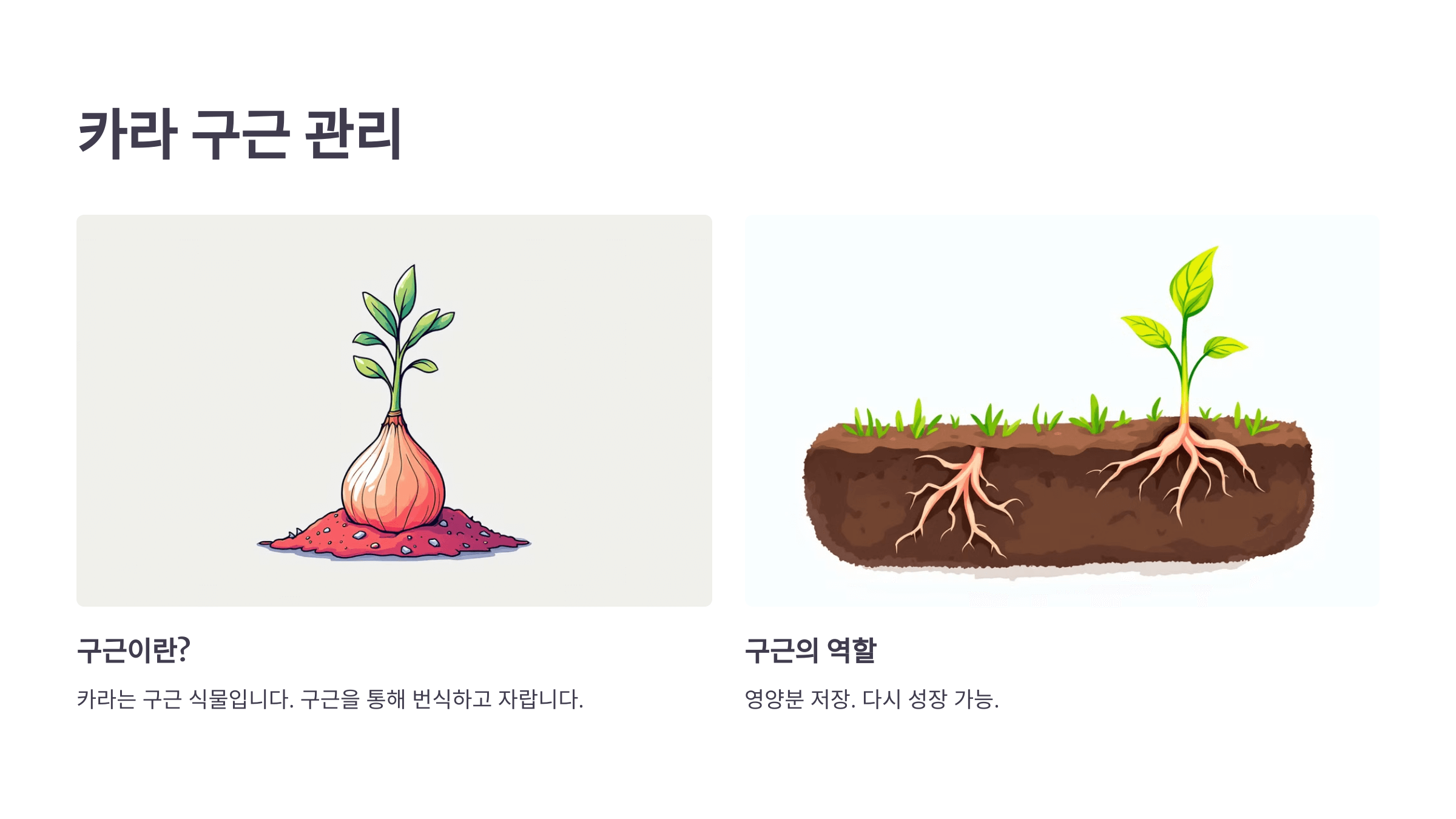 카라꽃 사진입니다.