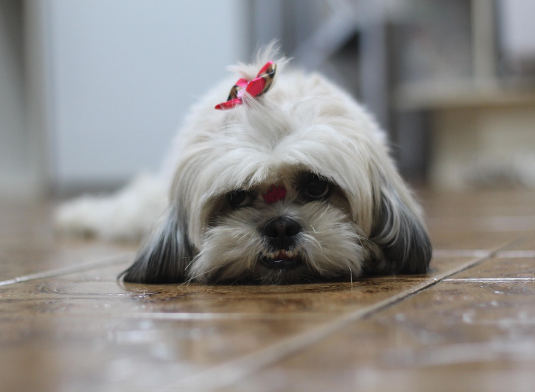 한국 반려동물 문화 관련 이미지