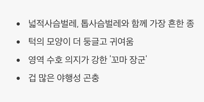 숲속의 꼬마 장군&amp;#44; &amp;#39;걍사슴벌레&amp;#39;는 어떤 친구?