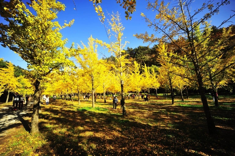 홍천은행나무숲-1