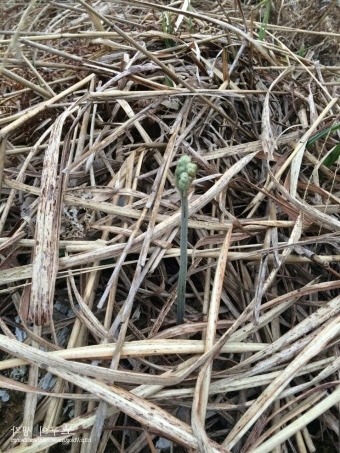 10월 제철음식 고사리