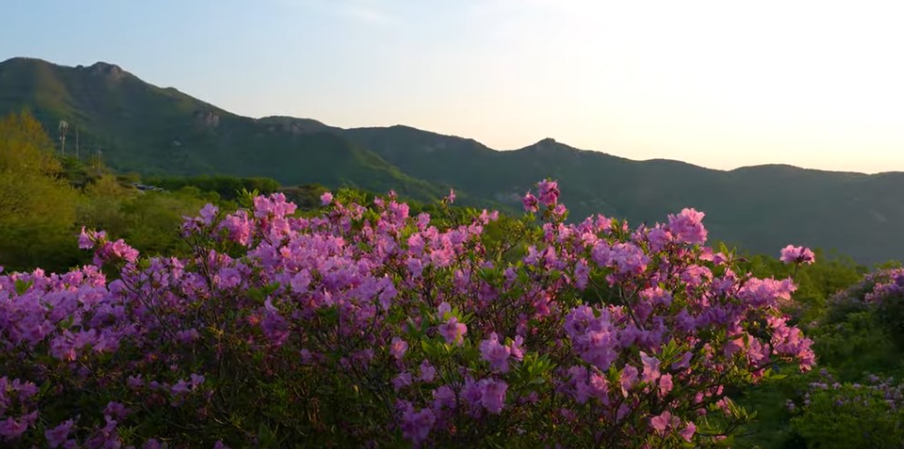 5월에 꼭 가봐야 할 적국 봄꽃 명소