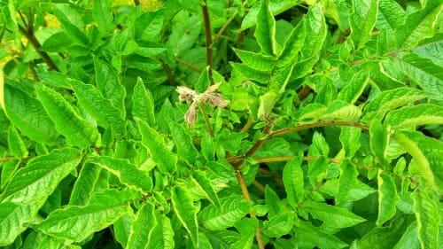 감자꽃-피는시기-개화시기-홍감자-자색감자-꽃봉오리