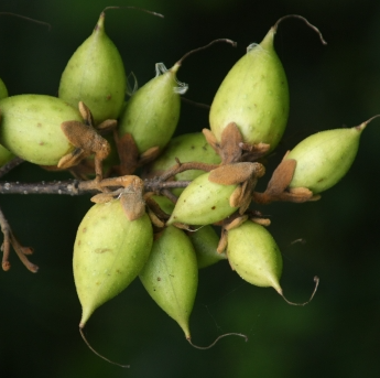 오동나무 열매1