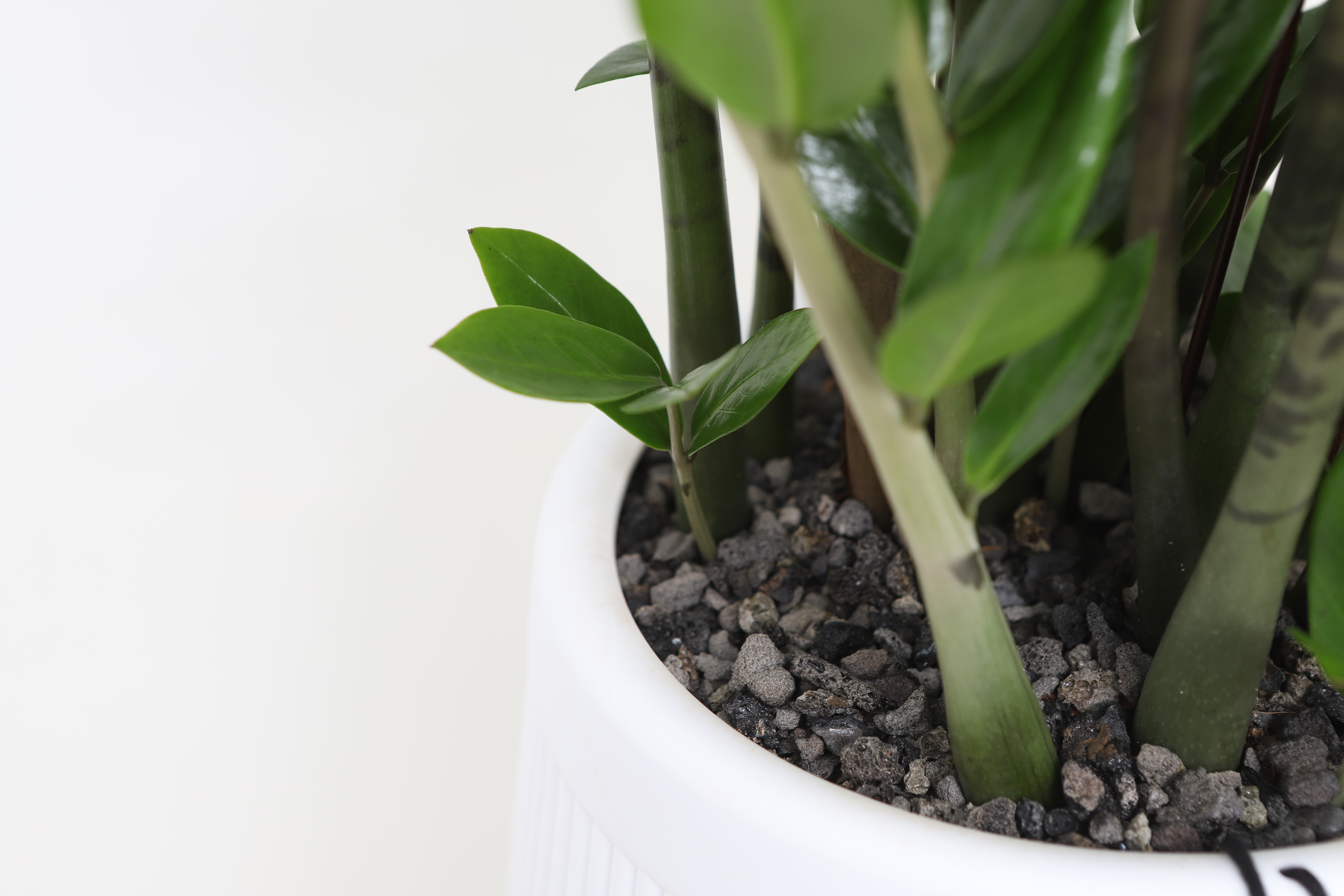 어스플랜트에서 판매하고 있는 공기정화식물 금전수 확대 상세 이미지 입니다.