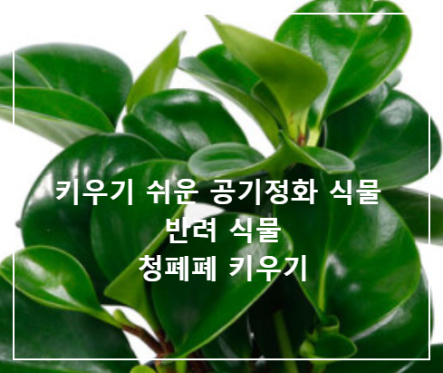 청폐폐 키우기