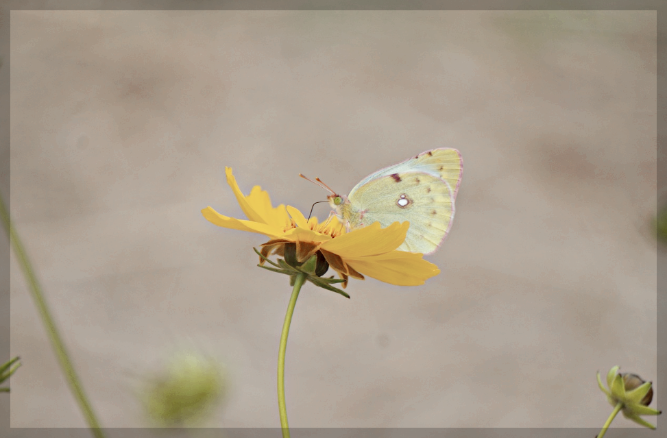 금계국 위에 나비