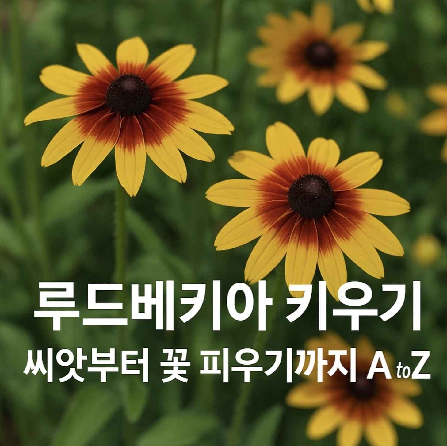 루드베키아 키우기, 씨앗부터 꽃 피우기까지 A to Z