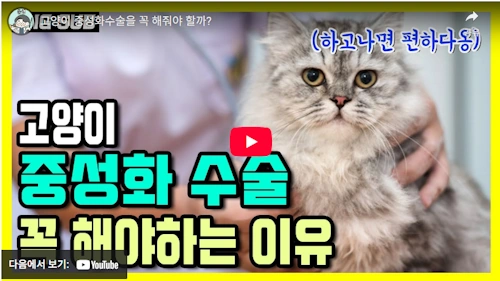 고양이 중성화 수술 하는 이유
