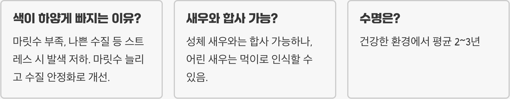 불꽃같은 군영 엠버테트라 키우기 A to Z (어항, 먹이, 합사 총정리)