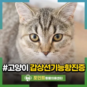 노령 고양이 필수 관리법 4가지 건강 지키기_10