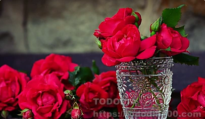 빨간장미- 꽃말- 뜻-역사-장미수-종류-