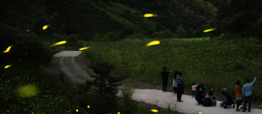 무주 반딧불 축제