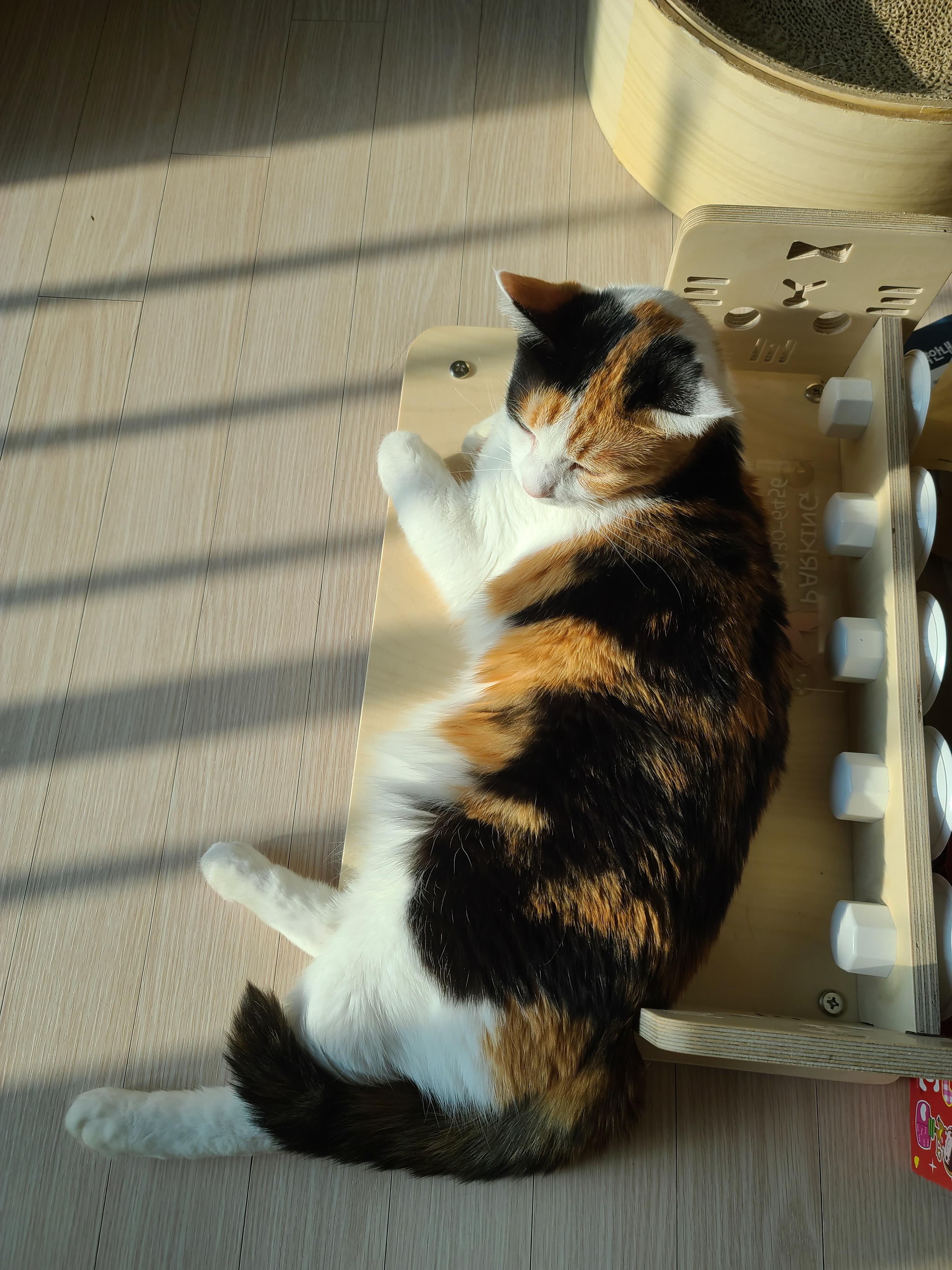 아홉냥이네 고양이들이 단체로 구토했던 이유