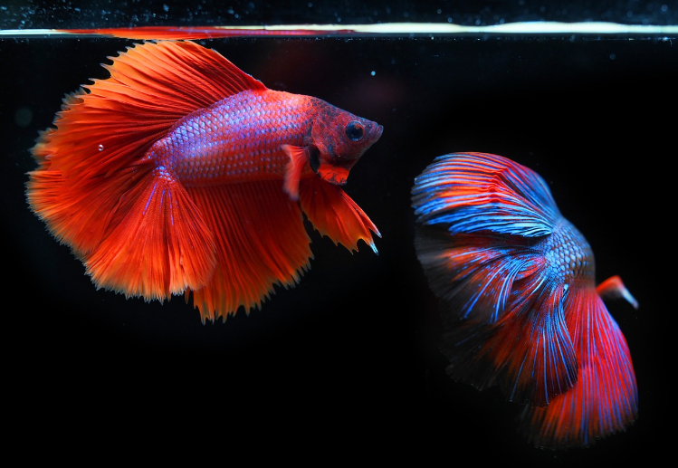 어항 온도 관리 – 여름과 겨울에 적절한 온도 유지하는 법