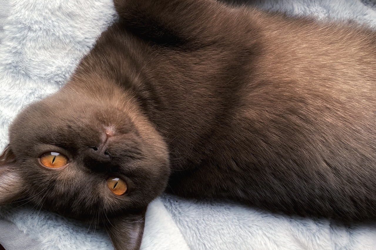 브리티시 숏헤어(British Shorthair)4