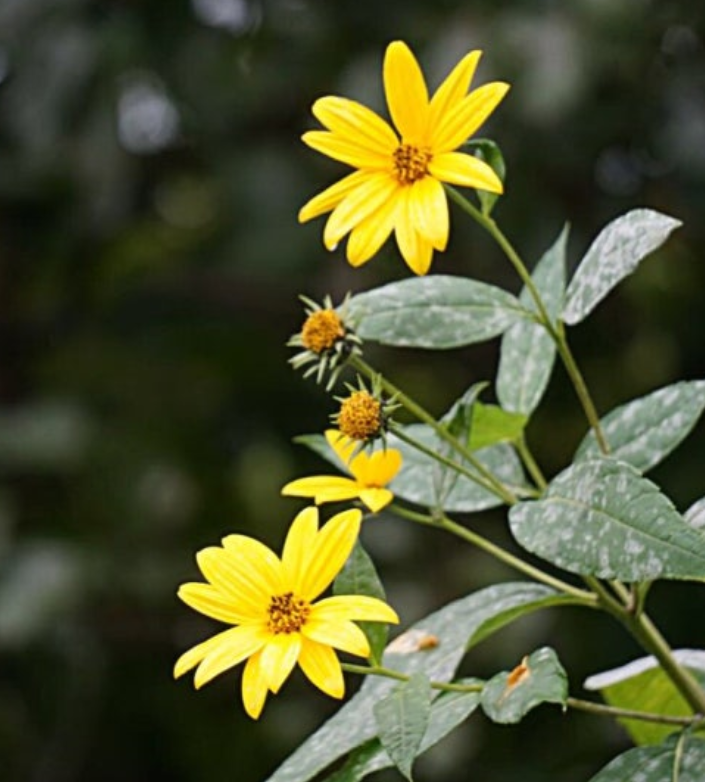 돼지감자-꽃-사진