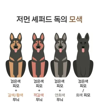 저먼 셰퍼드 성격 분양 공격성 수명 몸무게_4