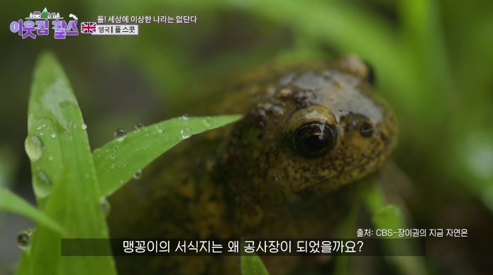 이웃집찰스-폴스콧-영국인-영어선생님-원어민선생님-맹꽁이선생님