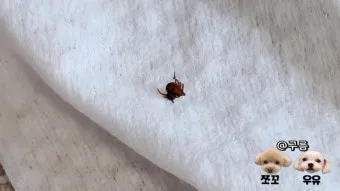 진드기 물린자국 대처법 참진드기 빨간 진드기 증상 확인_21