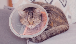 고양이 중성화 수술 시기와 수술 전후 관리방법 초보집사가 알아야 할 것들 총정리