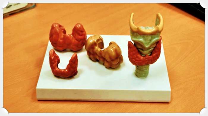 명의-갑상선-모형