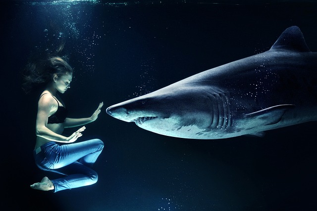 상어 조련사(Shark Trainer) – 바다의 포식자와 소통하는 사람들