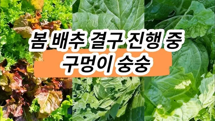 쌈배추 재배 속 차게 키우기 시비 타이밍 통풍 관리_6
