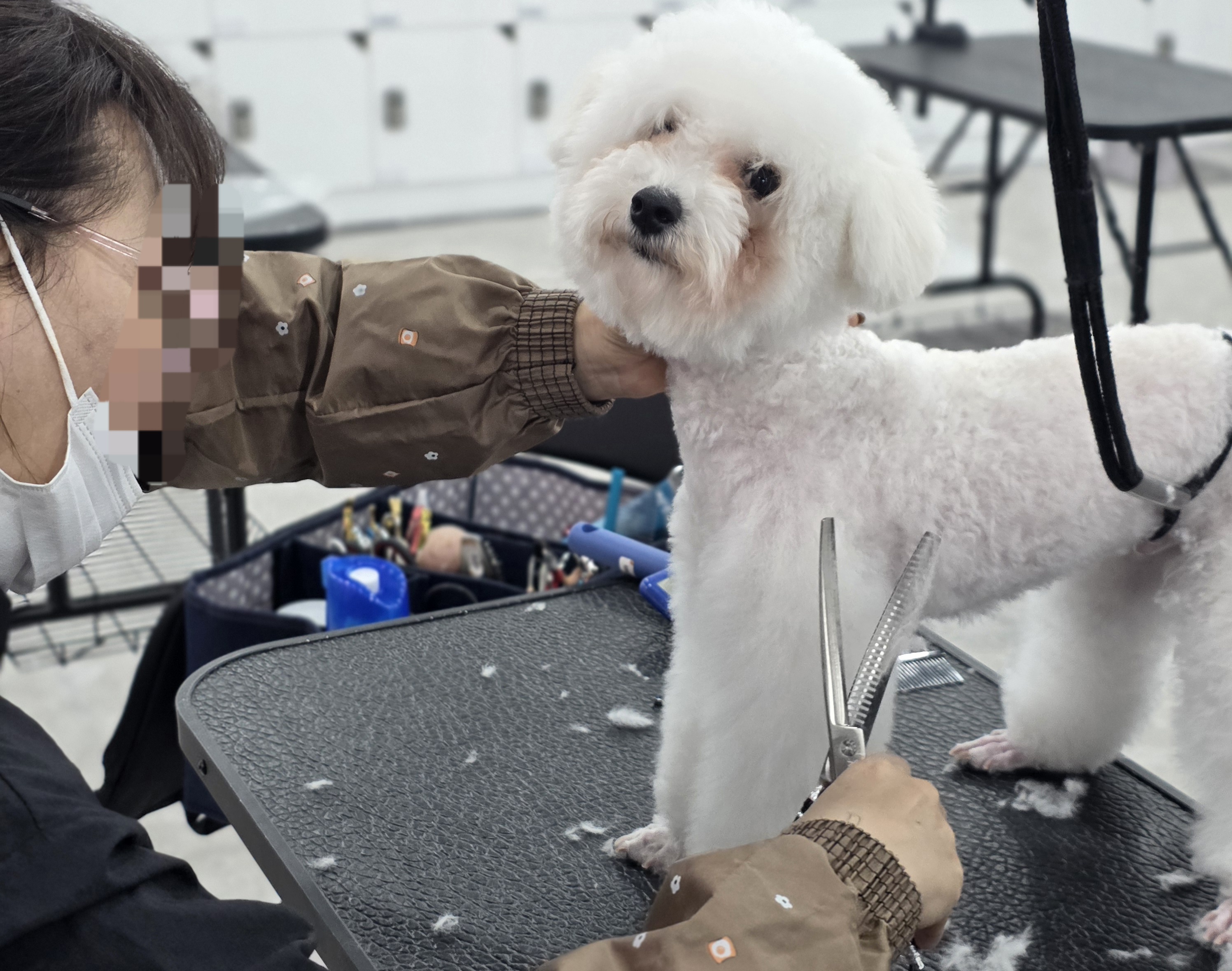 부산진구애견미용학원