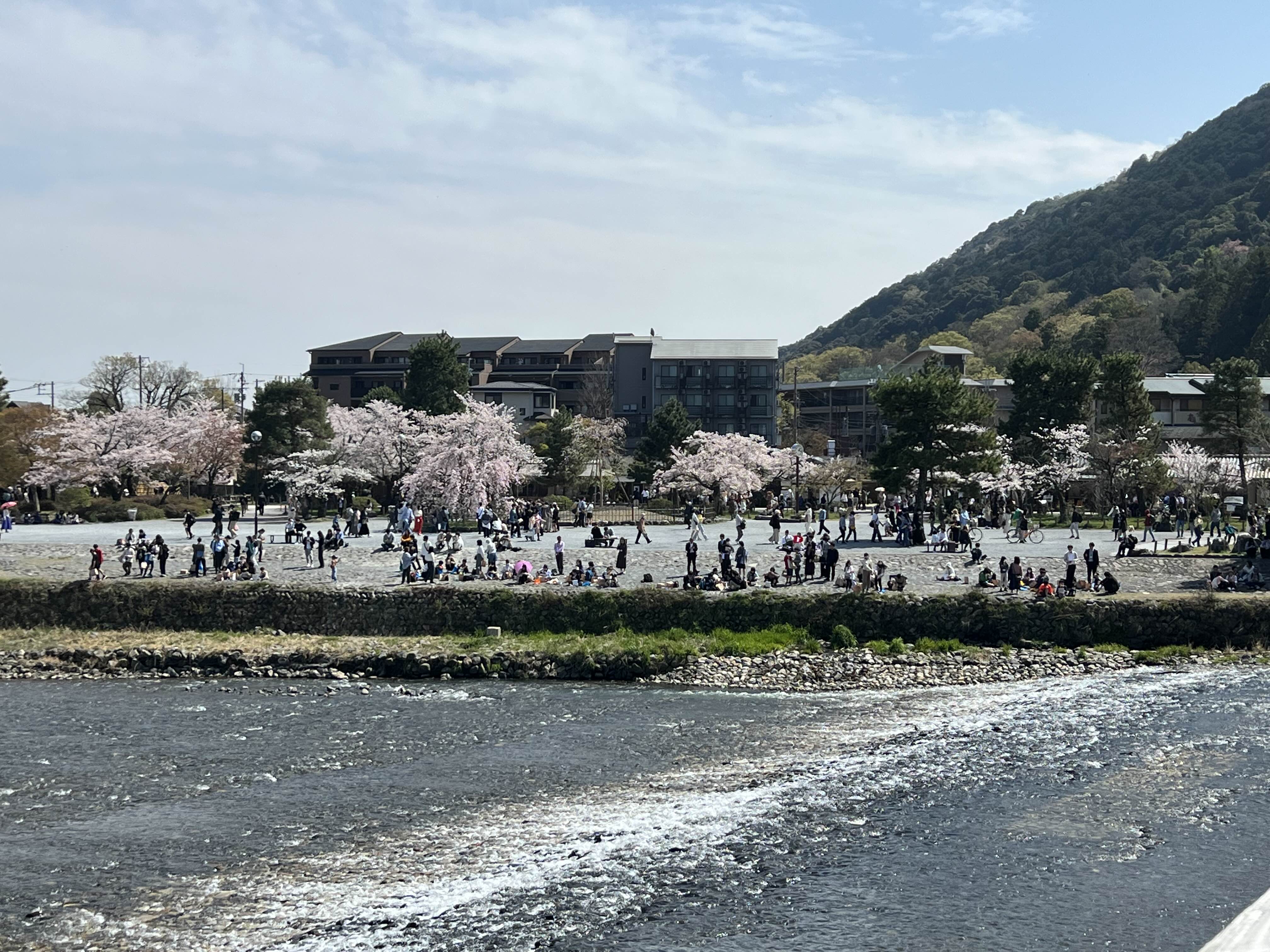 교토 도게츠교 2023년 벚꽃 아라시야마