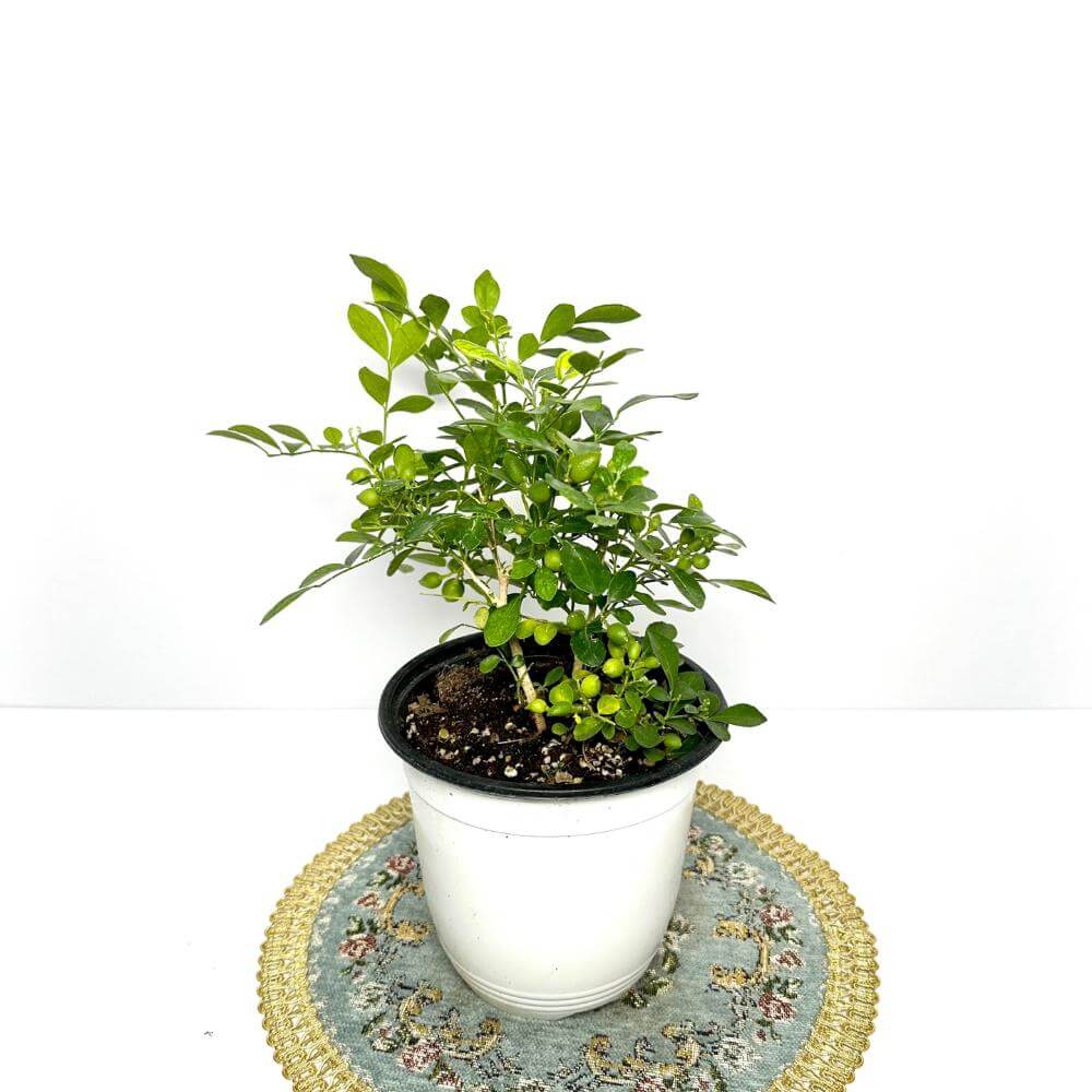 오렌지자스민 키우는법