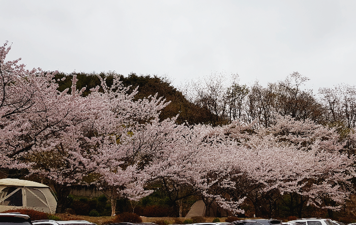 벚꽃 캠핑장