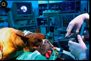 강아지 기침 원인 8가지 (기관허탈&middot;폐렴&middot;켄넬코프) 보호자가 꼭 알아야 할 호흡기 질환